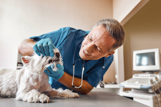 Best Pediatric Emergency Dentist in Lac Du Flambeau, WI